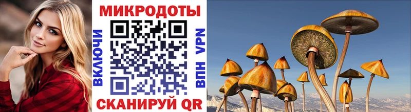 Галлюциногенные грибы Psilocybine cubensis  Гдов 